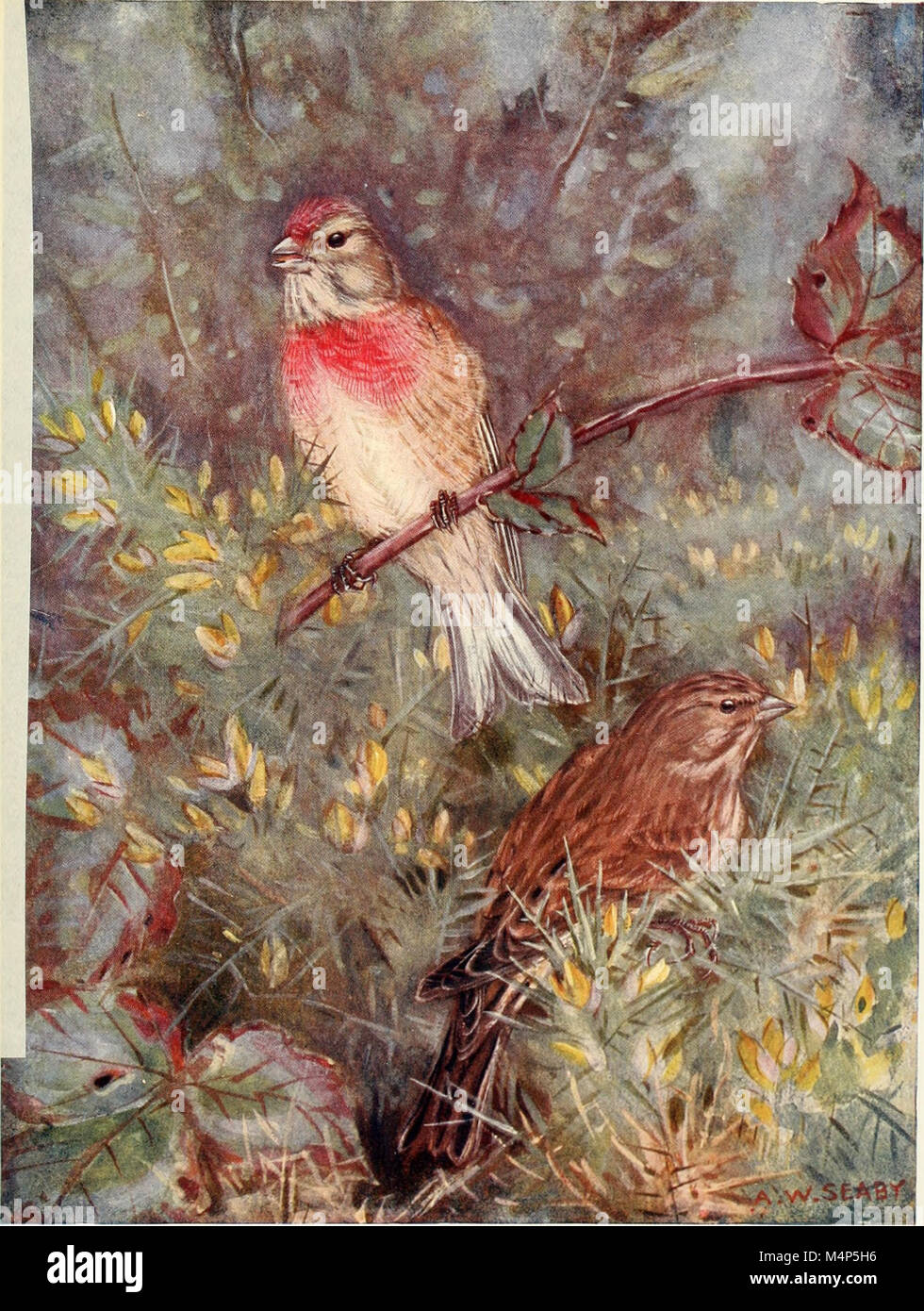 Vögel durch das Jahr (1922) (14568728860) Stockfoto