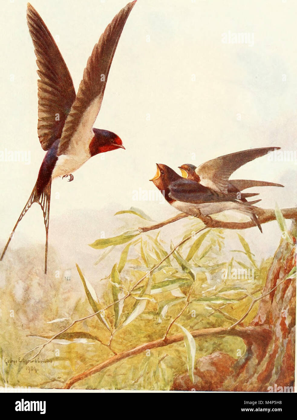 Vögel durch das Jahr (1922) (14568748670) Stockfoto