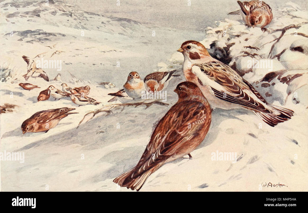 Vögel durch das Jahr (1922) (14568785400) Stockfoto