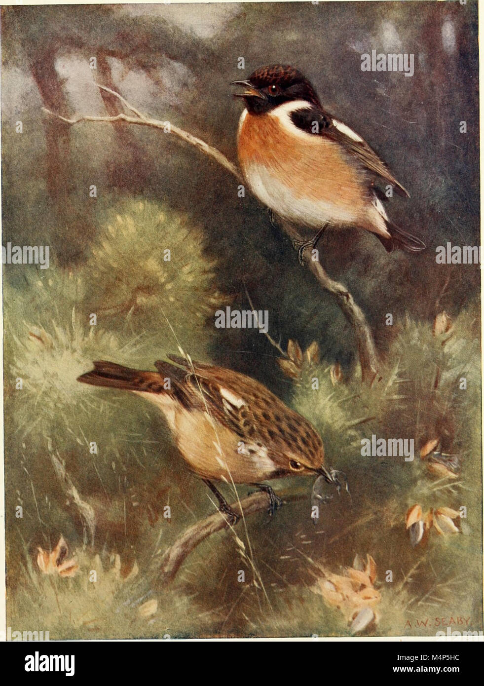 Vögel durch das Jahr (1922) (14568792848) Stockfoto