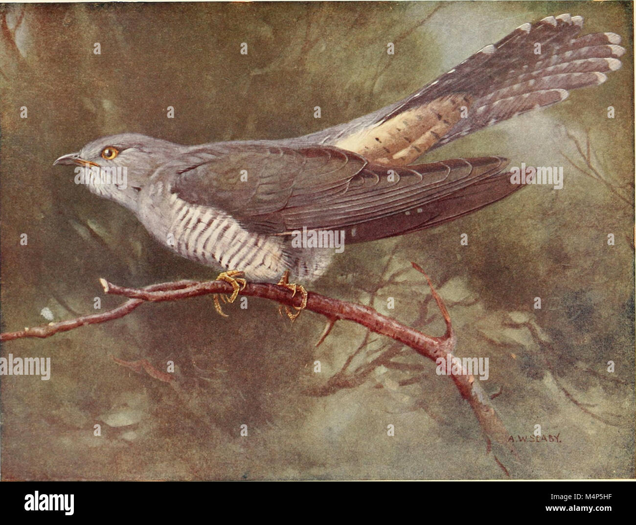 Vögel durch das Jahr (1922) (14568805429) Stockfoto
