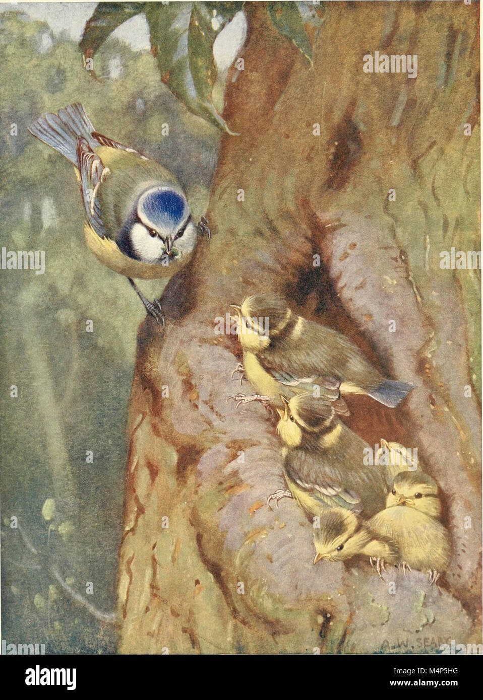 Vögel durch das Jahr (1922) (14568806248) Stockfoto