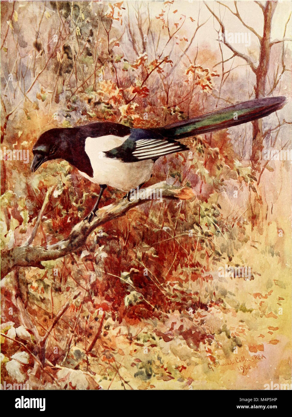 Vögel durch das Jahr (1922) (14752239811) Stockfoto