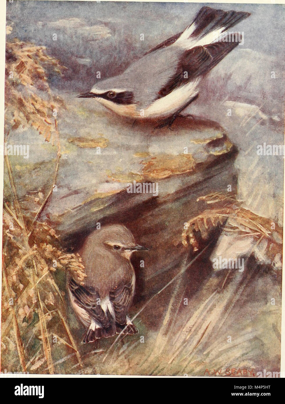 Vögel durch das Jahr (1922) (14753054454) Stockfoto