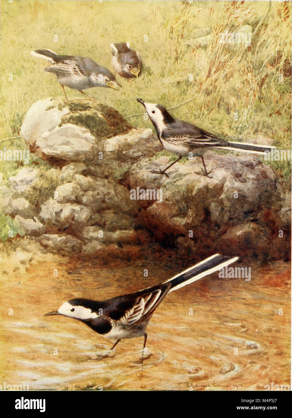 Vögel durch das Jahr (1922) (14755072792) Stockfoto