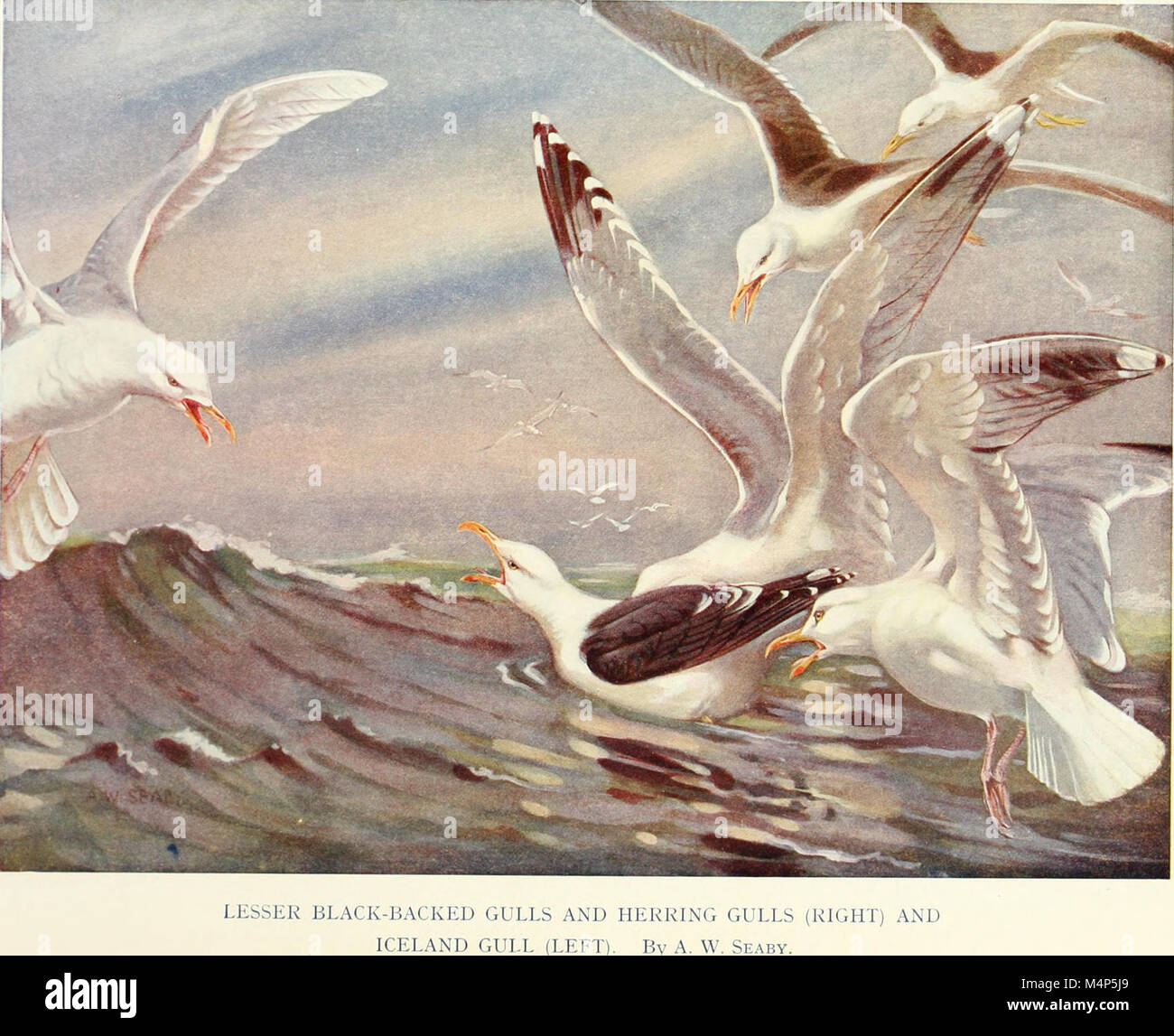 Vögel durch das Jahr (1922) (14755420075) Stockfoto