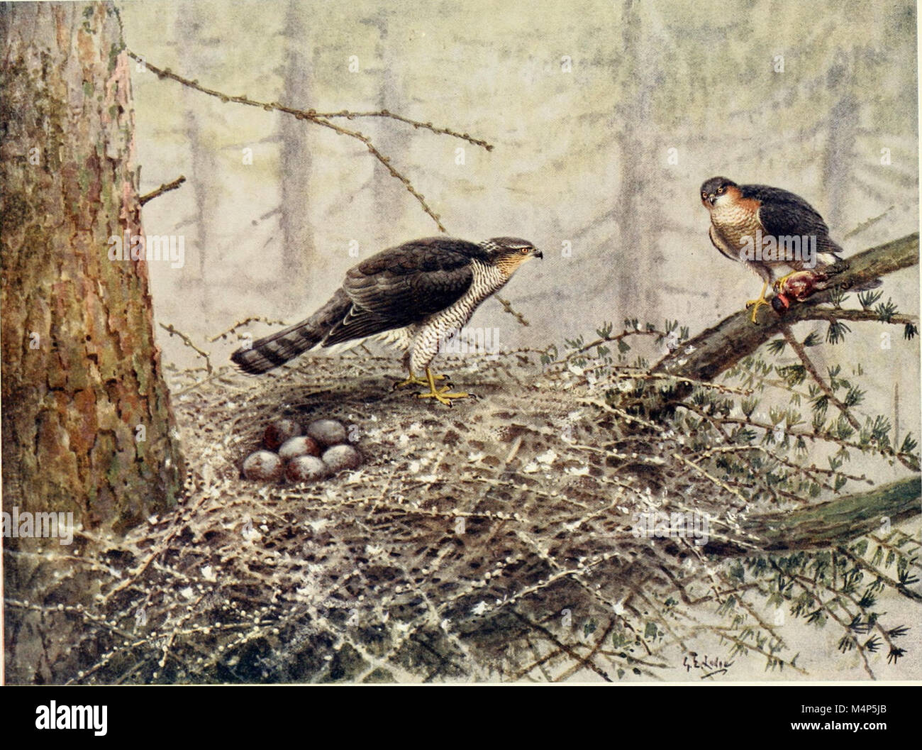 Vögel durch das Jahr (1922) (14755468685) Stockfoto