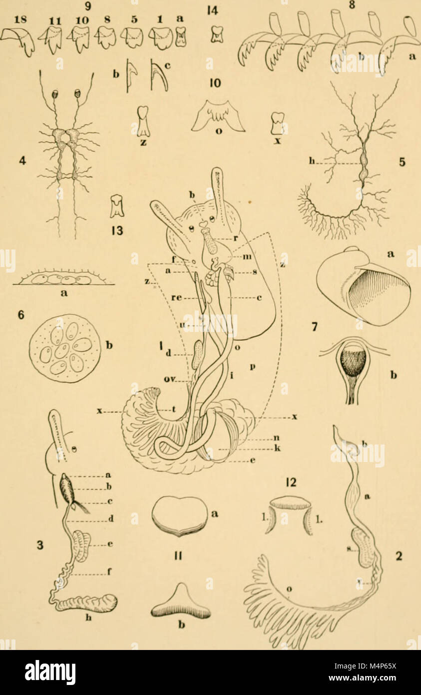 Annalen des Lyceum of Natural History in New York (17792943513) Stockfoto