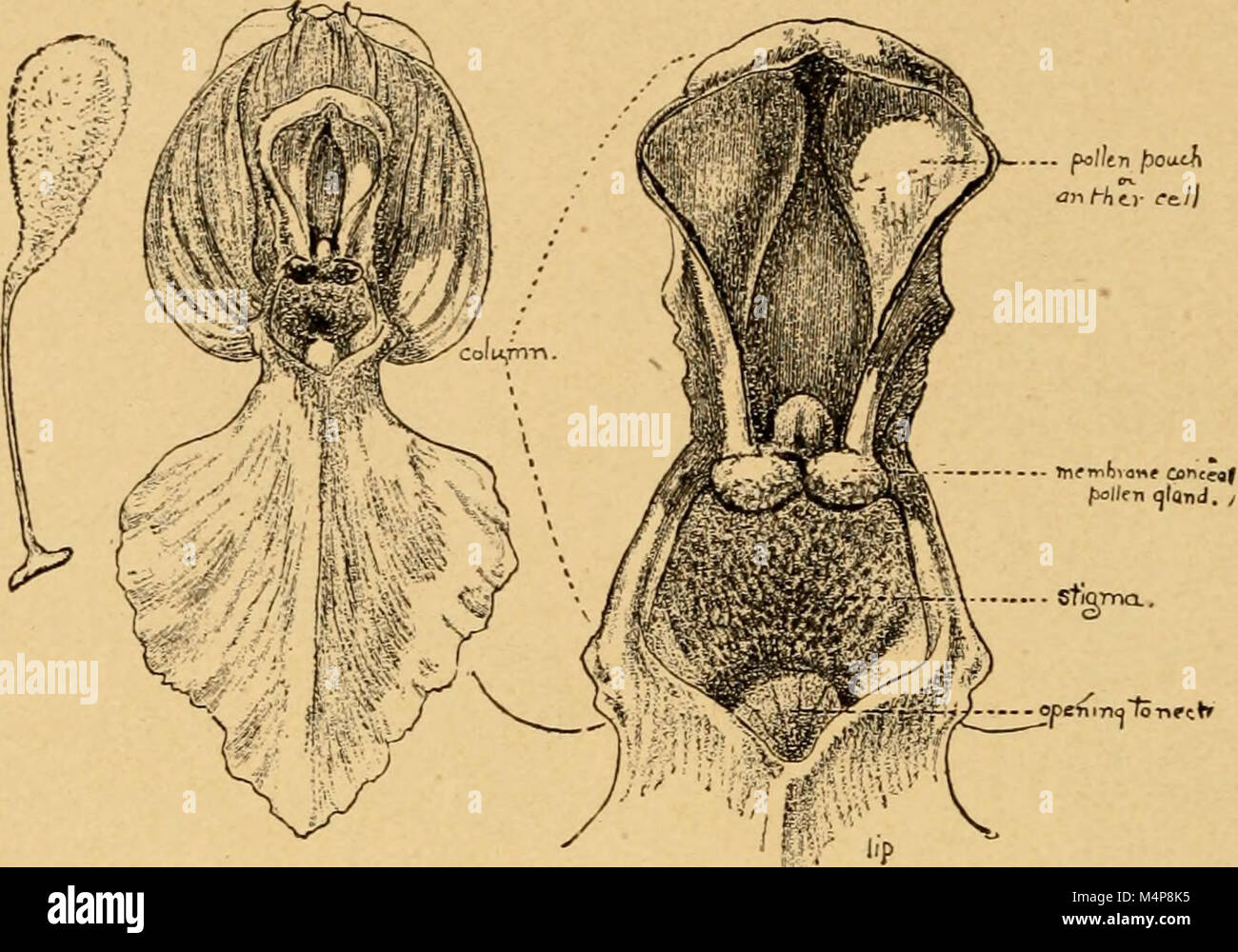Blüte und Insekt Gäste; wie die Heide Familie, die bluets, Braunwurzgewächse, die Orchideen und ähnliche wilde Blumen willkommen die Biene, die Fliegen, Wespen, Motten und anderen Gläubigen Insekten (1901) (20198159618) Stockfoto