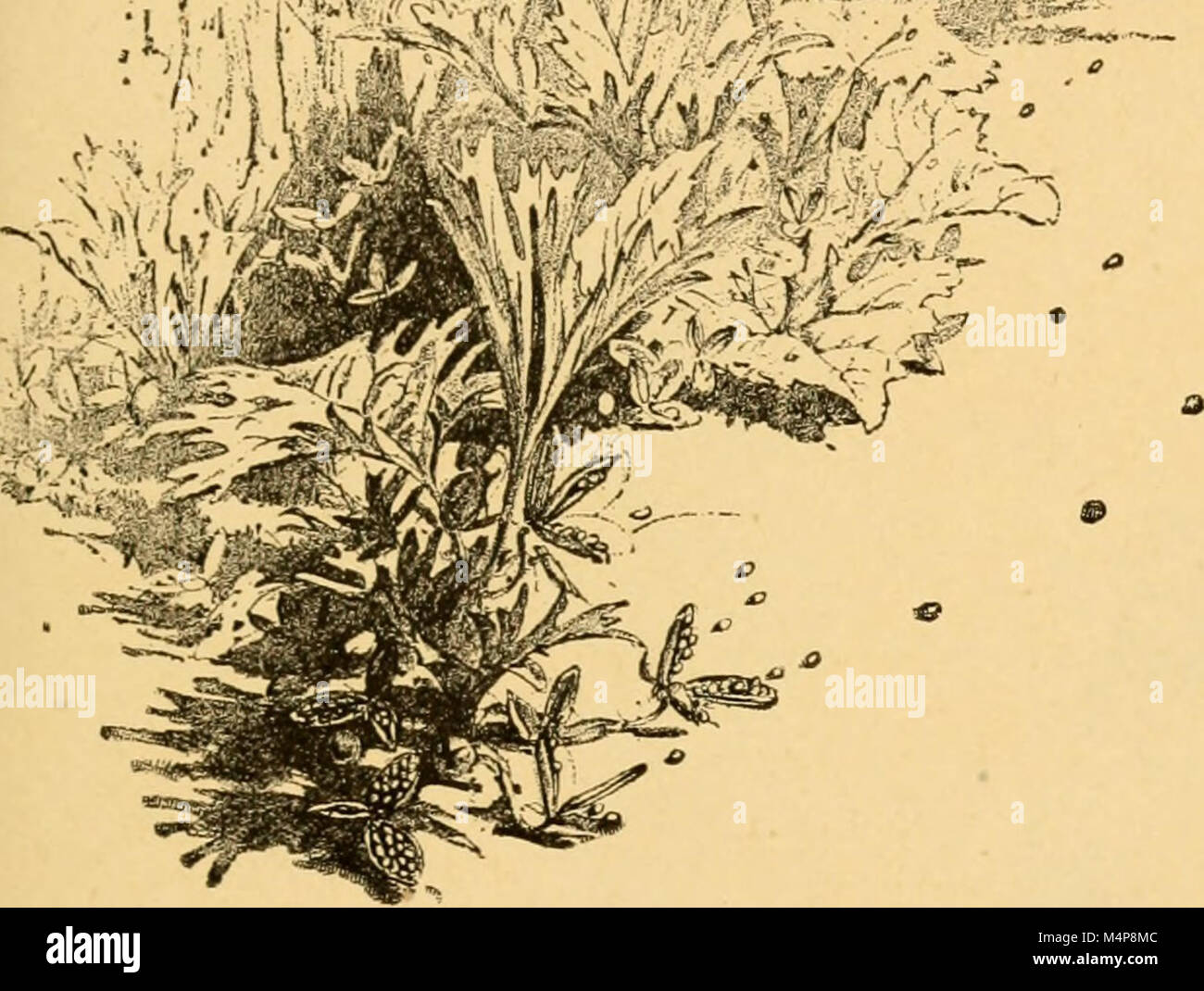 *Blossom Hosts and Insect Guests* (1901) diskutiert die symbiotischen Beziehungen zwischen wilden Blumen wie Heide, blaublüten, Orchideen und verschiedenen Insektenarten. Es beschreibt, wie Blumen Bienen, Fliegen, Wespen und Falter für die Bestäubung anziehen und darauf angewiesen sind, und unterstreicht die wechselseitige Abhängigkeit in der Natur. Stockfoto