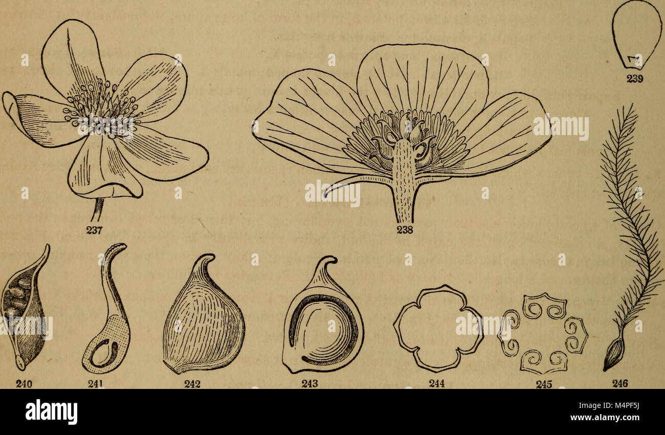 Botanik für junge Menschen und gemeinsame Schulen (1868) (20217817540) Stockfoto