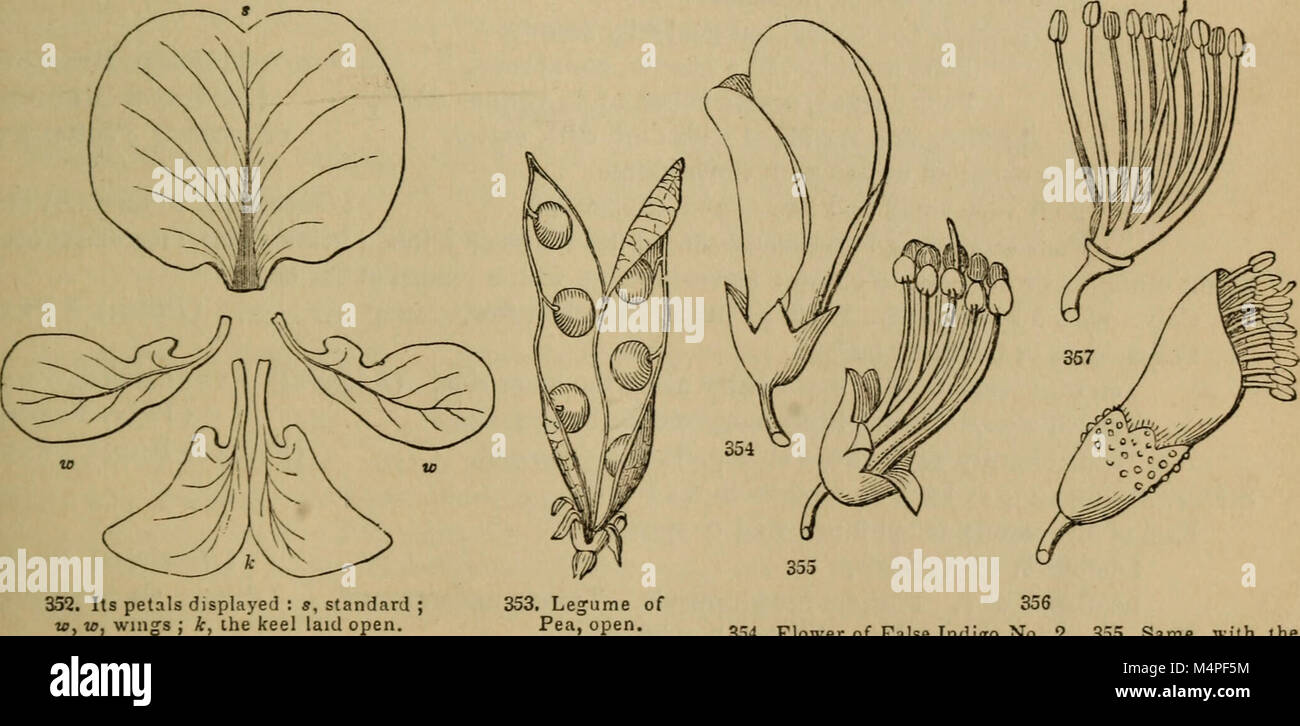 Botanik für junge Menschen und gemeinsame Schulen (1868) (20219292109) Stockfoto