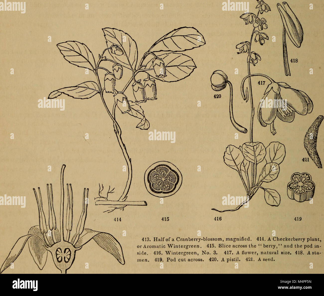 Botanik für junge Menschen und gemeinsame Schulen (1868) (20397381272) Stockfoto