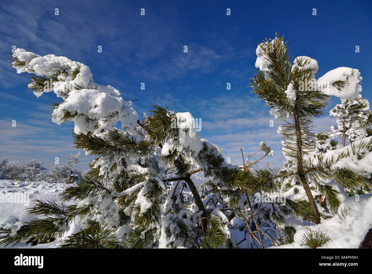 Verschneite immergrüne Zweige vor einem blauen Himmel Stockfoto