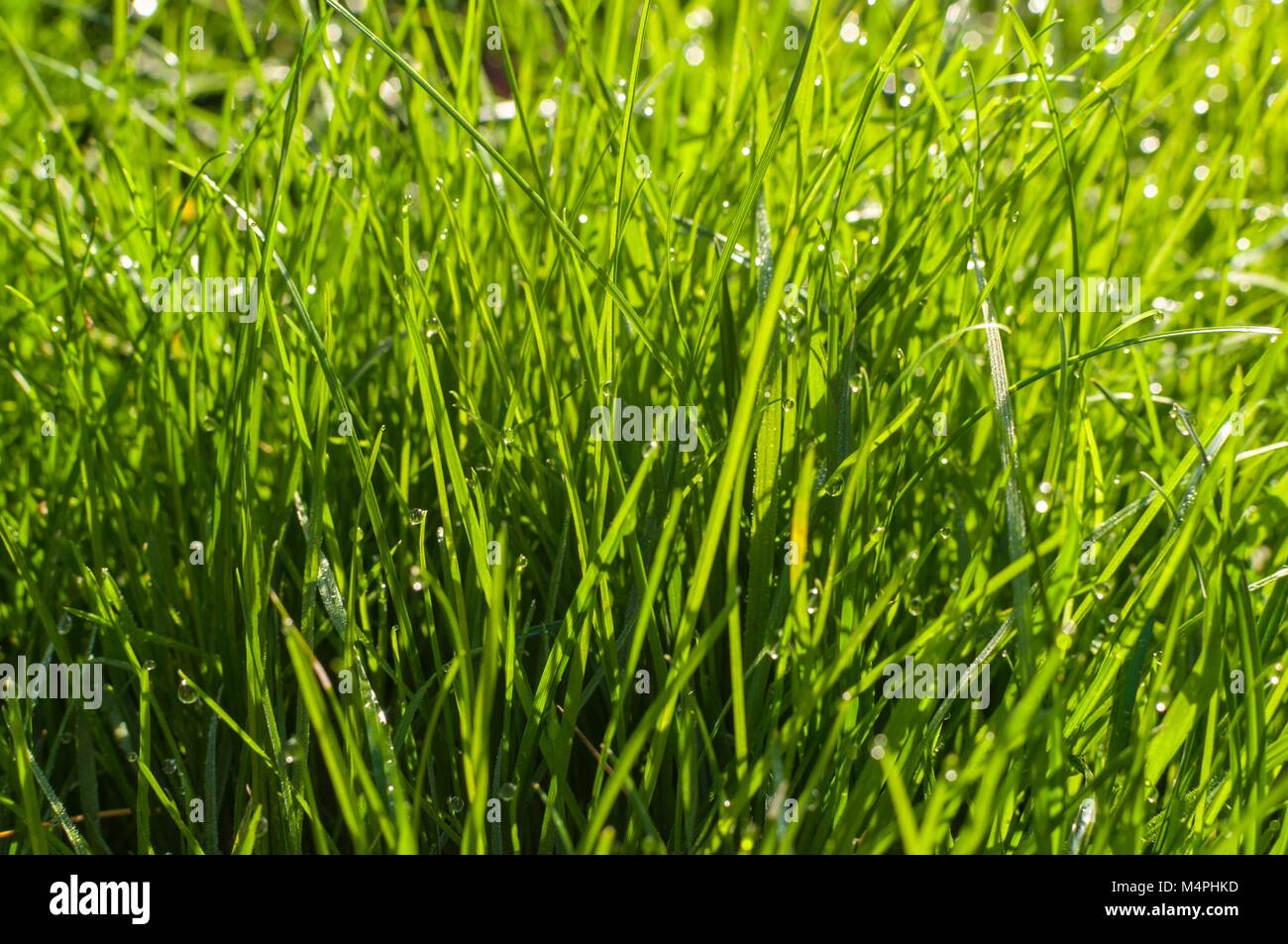 Eine Nahaufnahme Bild von üppigen grünen Rasen mit Wassertropfen auf es Stockfoto