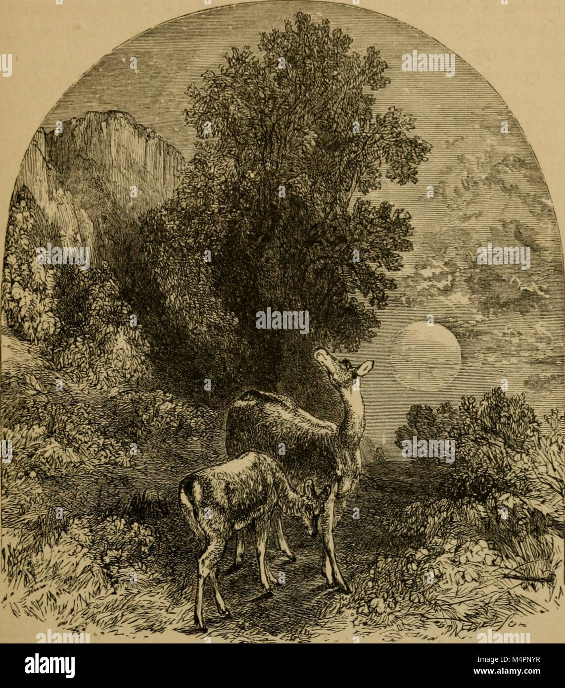 Bryant. Gedichte aus den Werken von William Cullen Bryant (1884) (14598200149) Stockfoto