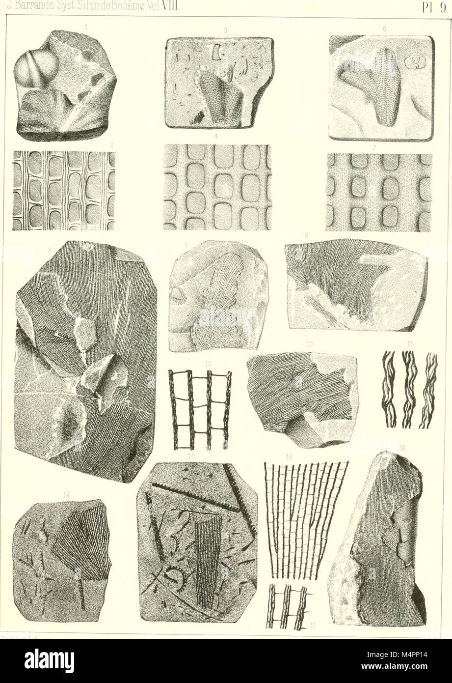 Hydrozoaires Bryozoaires, et Partie des Anthozoaires (1894) (20231405458) Stockfoto