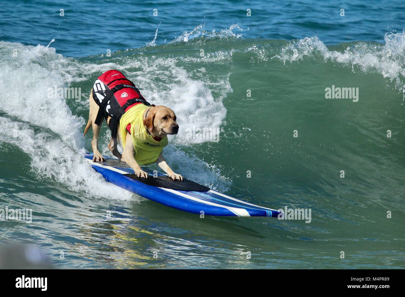 Surf City Surfen Hund Wettbewerb Stockfoto