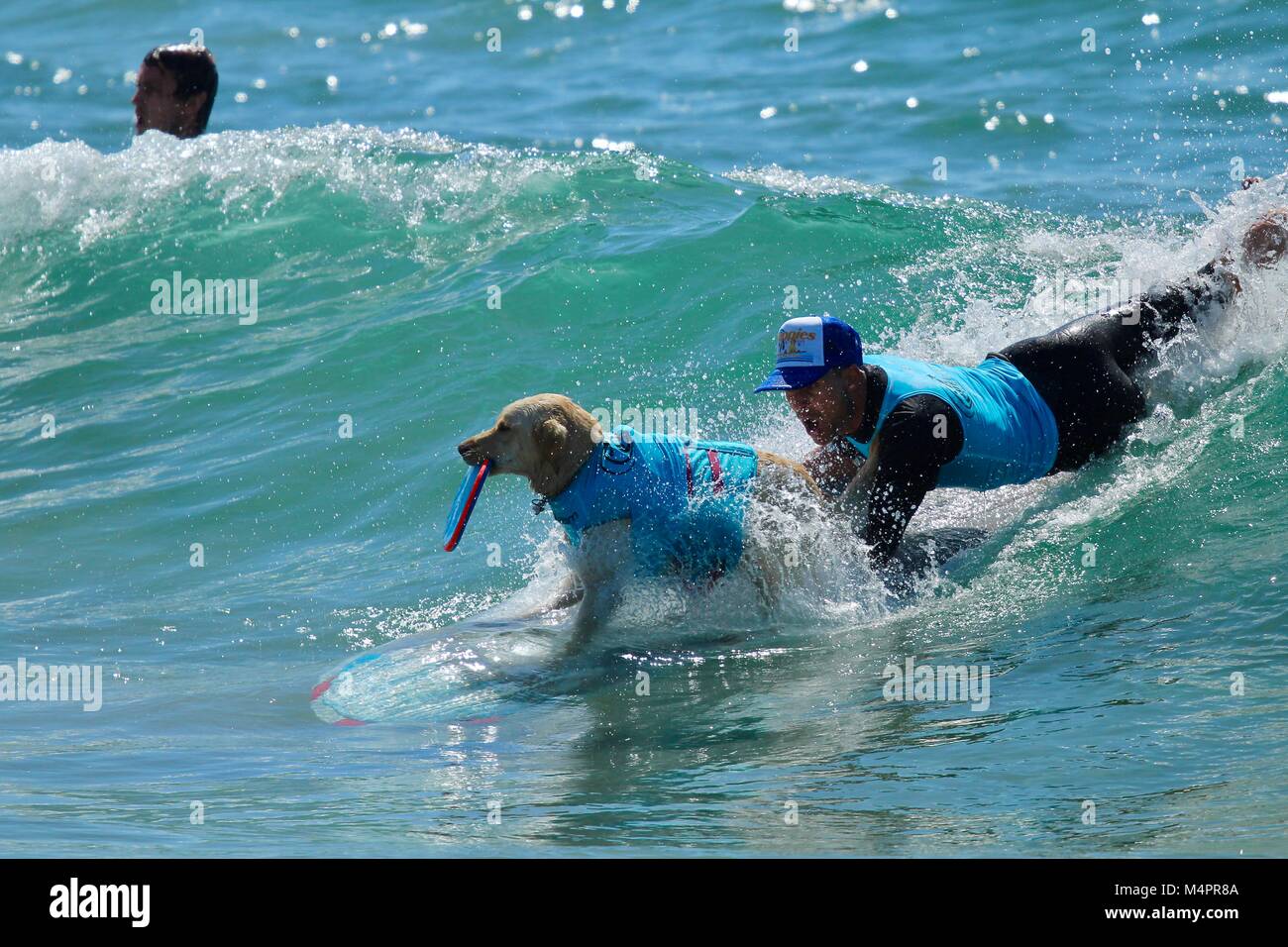 Surf City Surfen Hund Wettbewerb Stockfoto