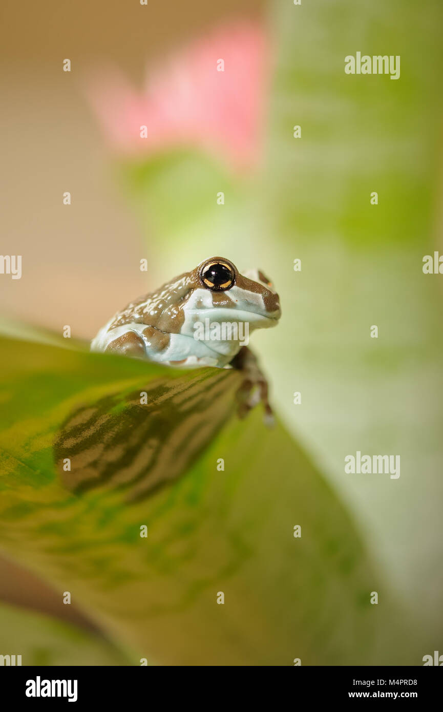 Mission goldeneyed Tree Frog. Amazonian biesbosch Frosch