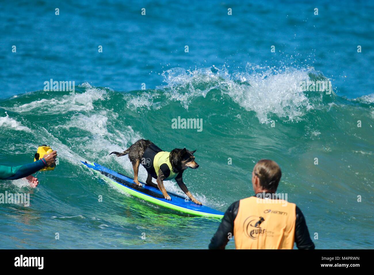 Surf City Surfen Hund Wettbewerb Stockfoto
