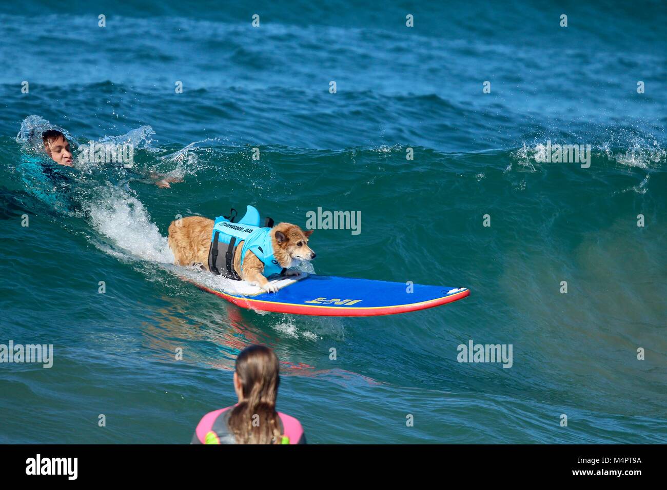 Surf City Surfen Hund Wettbewerb Stockfoto