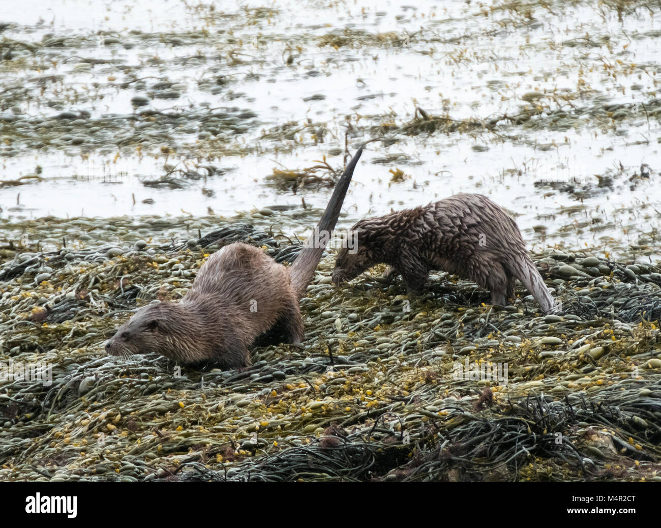 Seeotter, Lutra Lutra, fleischfressende semi-aquatische Säugetier, Isle of Mull, Innere Hebriden, Schottland Stockfoto