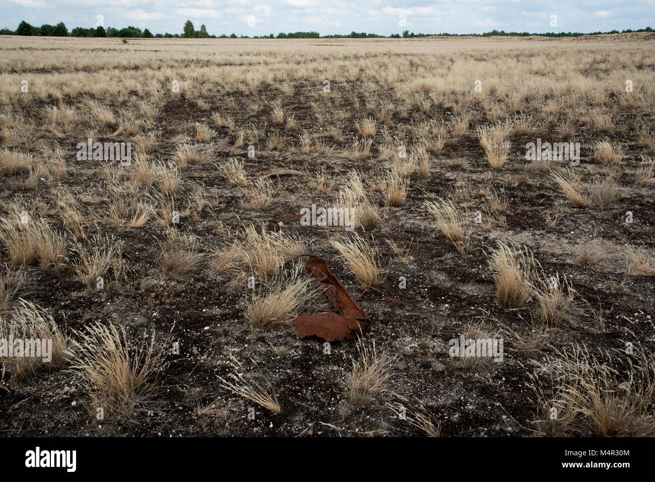 Kreuzfahrt Tanks erstellt eine Wüste auf sandigem Boden in der Mitte der Wildnis Lieberose Heide. Stockfoto