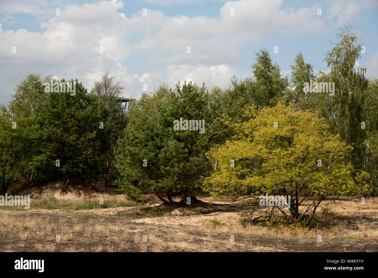 Schottischen Kiefern und Birken wachsen auf sandigen Boden in der Wildnis Lieberose Heide. In diesem größtenteils offene Landschaft wurde durch ein Buschfeuer 1942 erstellt und wurde Stockfoto