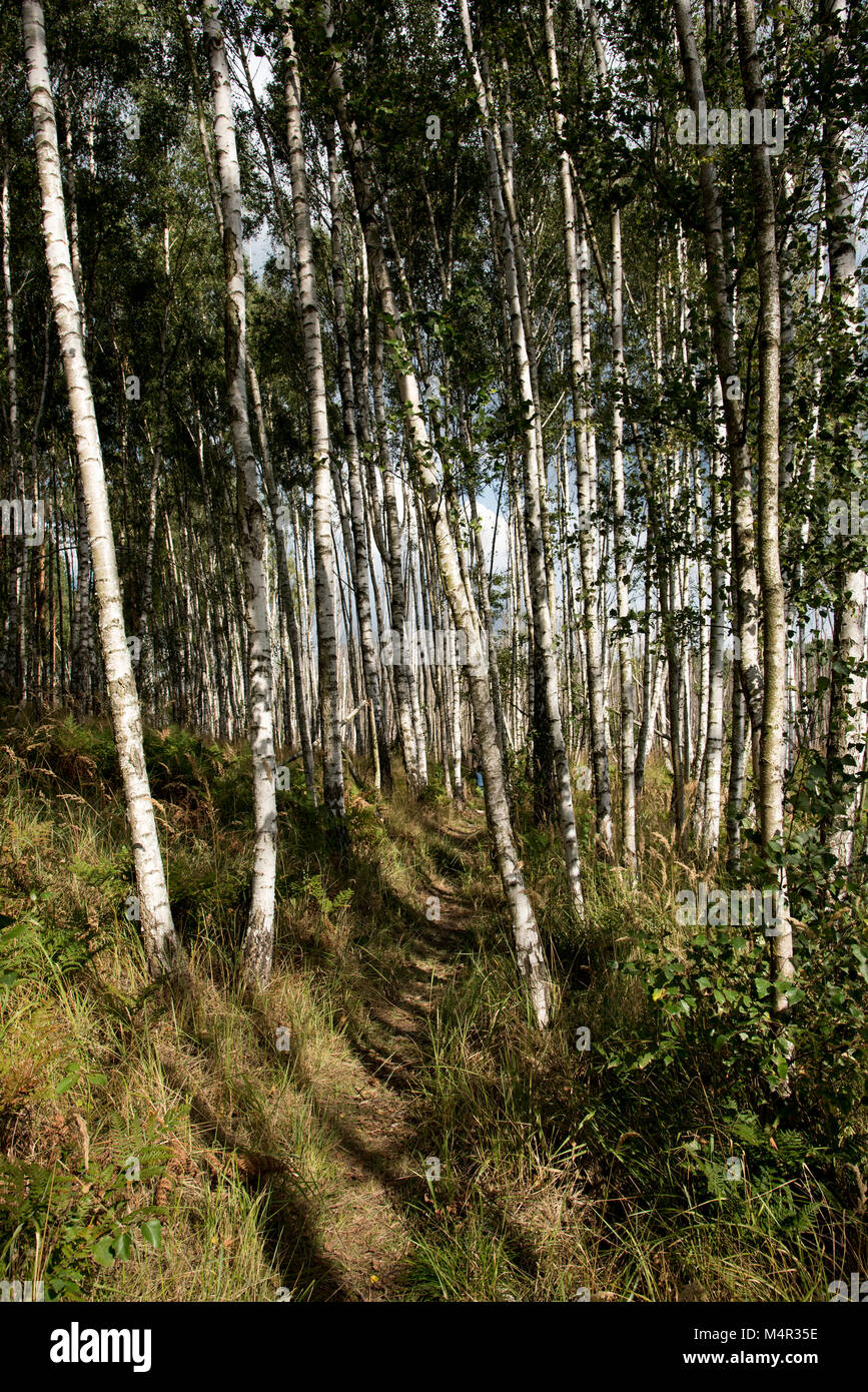 Warty Birke wächst das Feuchtgebiet Teil der Wüste Lieberoser Heide, einem ehemaligen Truppenübungsplatz. Stockfoto