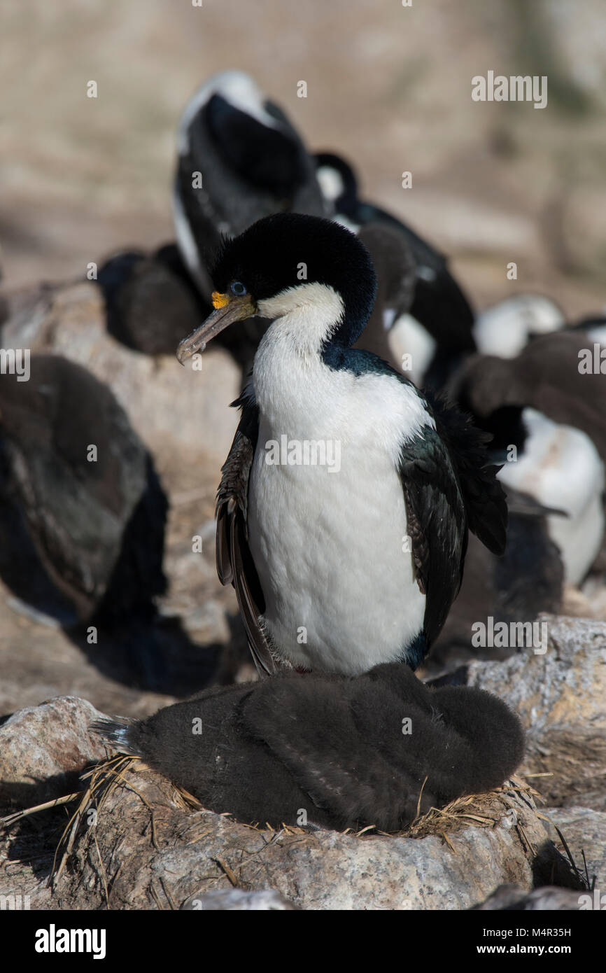 Falkland Inseln, neue Insel. König comorant (aka Imperial oder Blue-eyed Shag) Erwachsene mit Küken (Wild: Araneus atriceps) in der Kolonie. Stockfoto