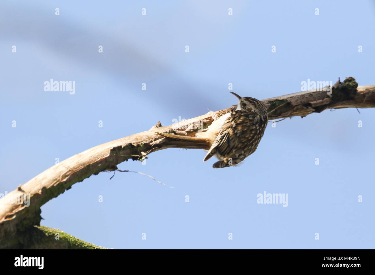 Eine schöne Treecreeper (Certhia familiaris) Klettern bis auf der Unterseite von einem Zweig eines Baumes auf der Suche nach Insekten zu essen. Stockfoto