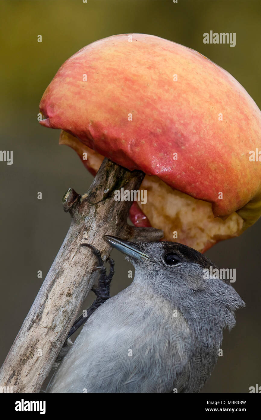 Unter seiner Apple Mönchsgrasmücke Stockfoto