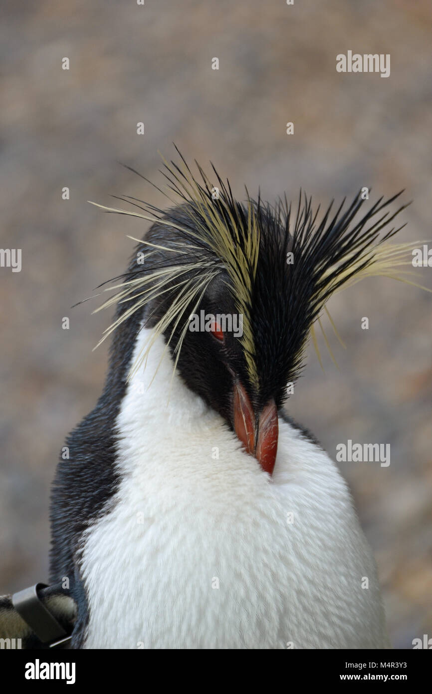 Rockhopper Pinguin im Whipsnade Zoo, Bedfordshire, Großbritannien Stockfoto