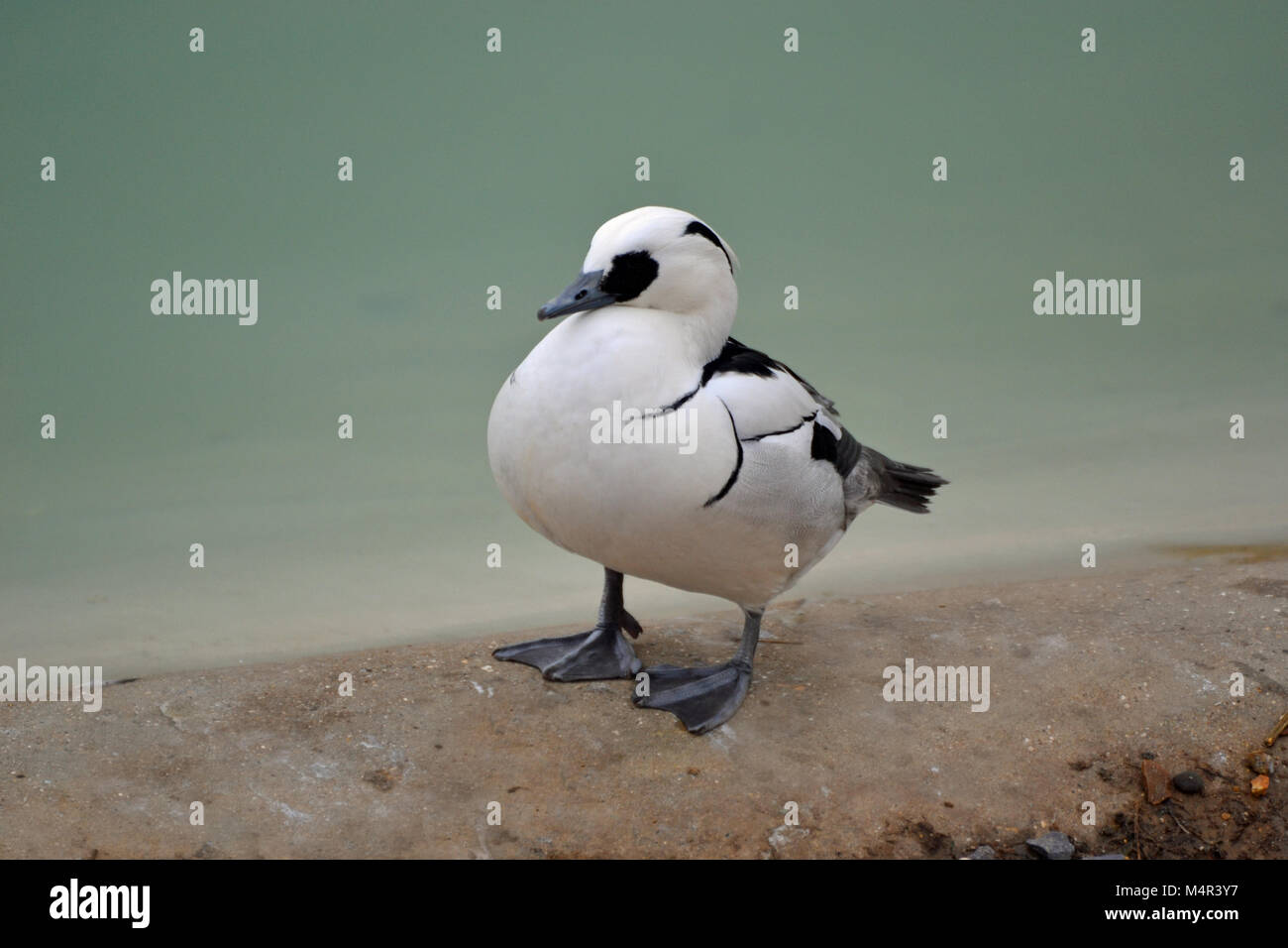 Eine smew am Rande der Ententeich in Whipsnade Zoo Stockfoto