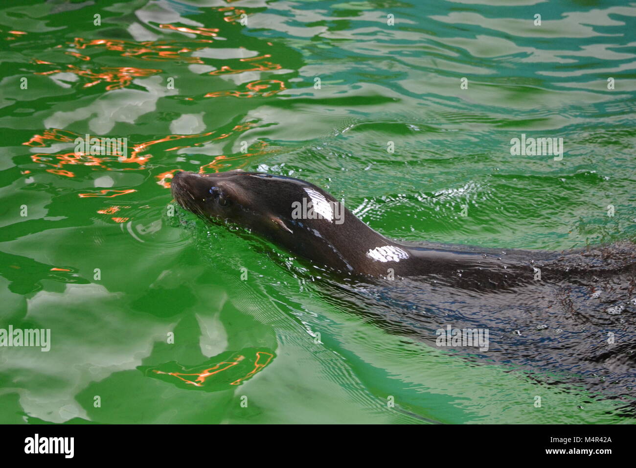 Seelöwen beim Schwimmen im Whipsnade Zoo, Bedfordshire, Großbritannien Stockfoto