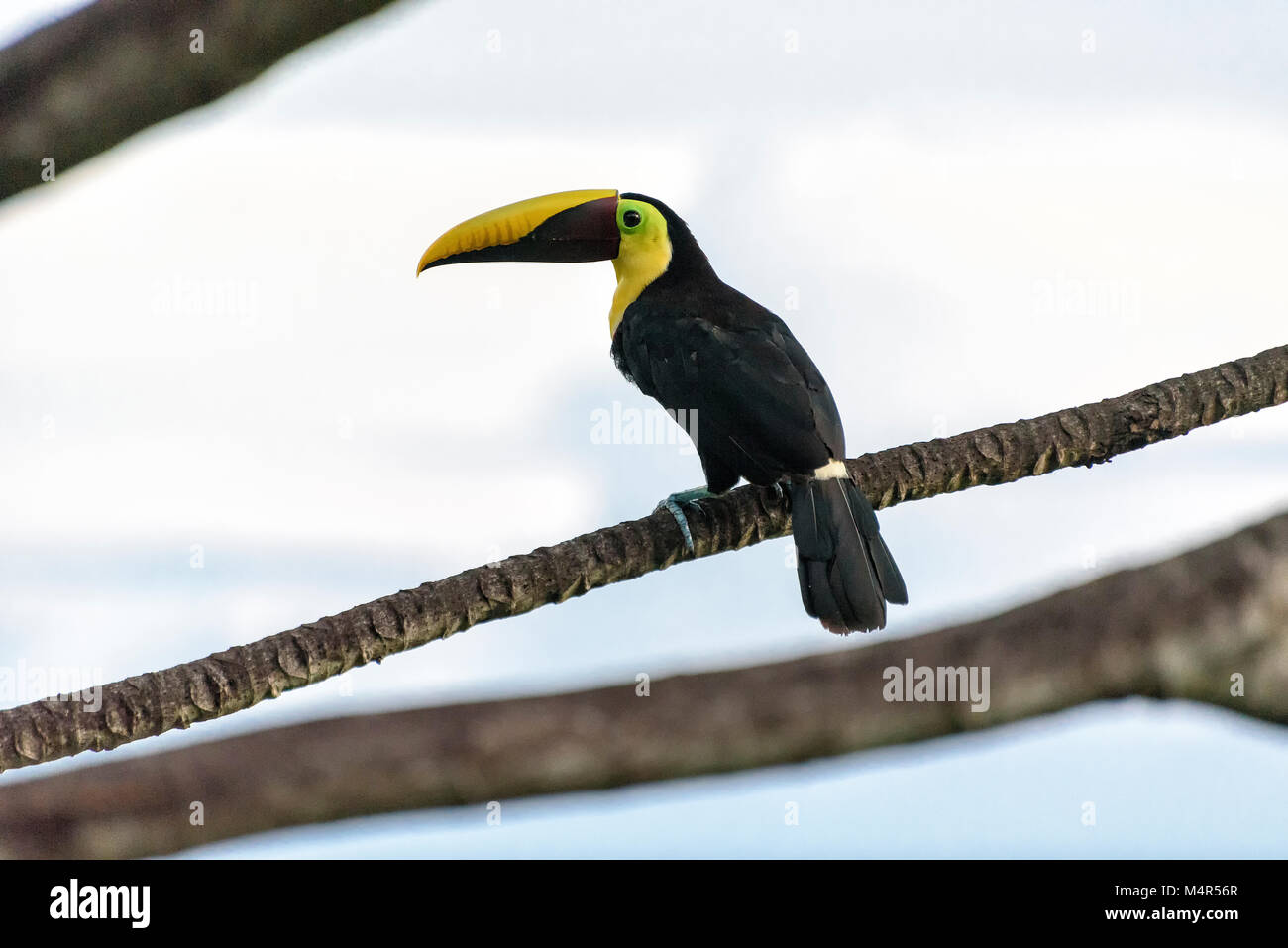 Toucan in die Zweige eines Baumes in Costa Rica Stockfoto