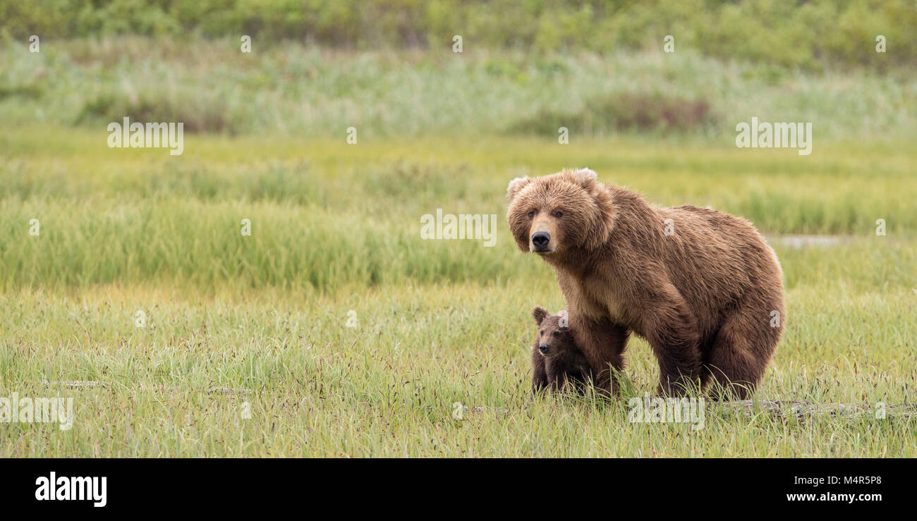 Brauner Bär sow Schutz Cub (2 x 1) Stockfoto