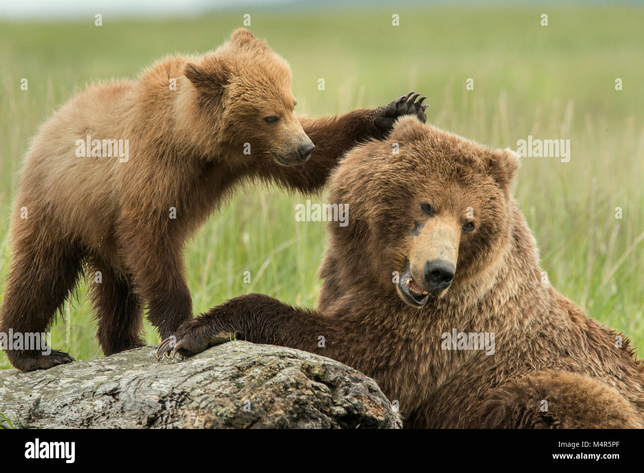 Brauner Bär so und Cub spielen Stockfoto