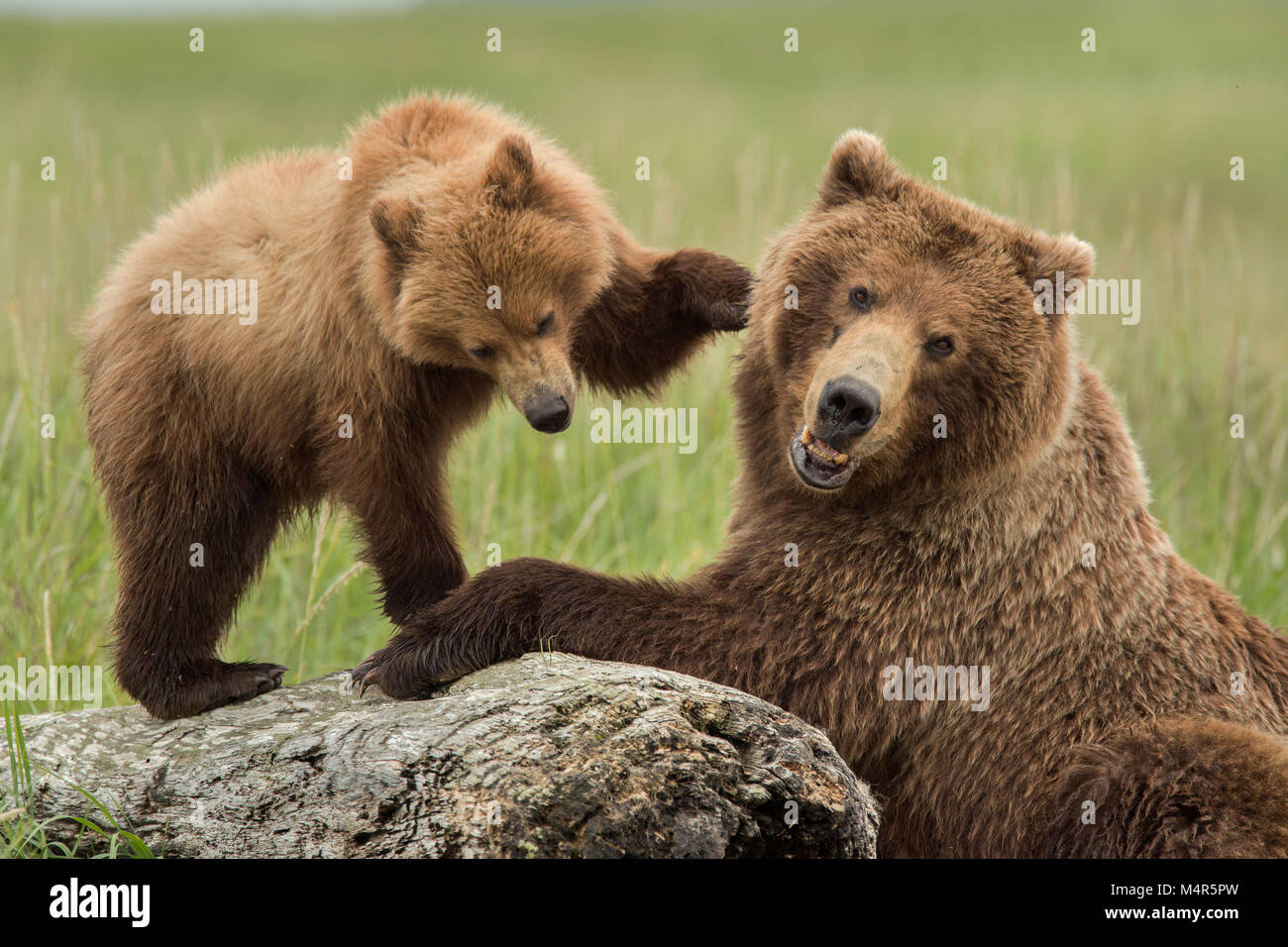 Brauner Bär säen und Cub spielen Stockfoto