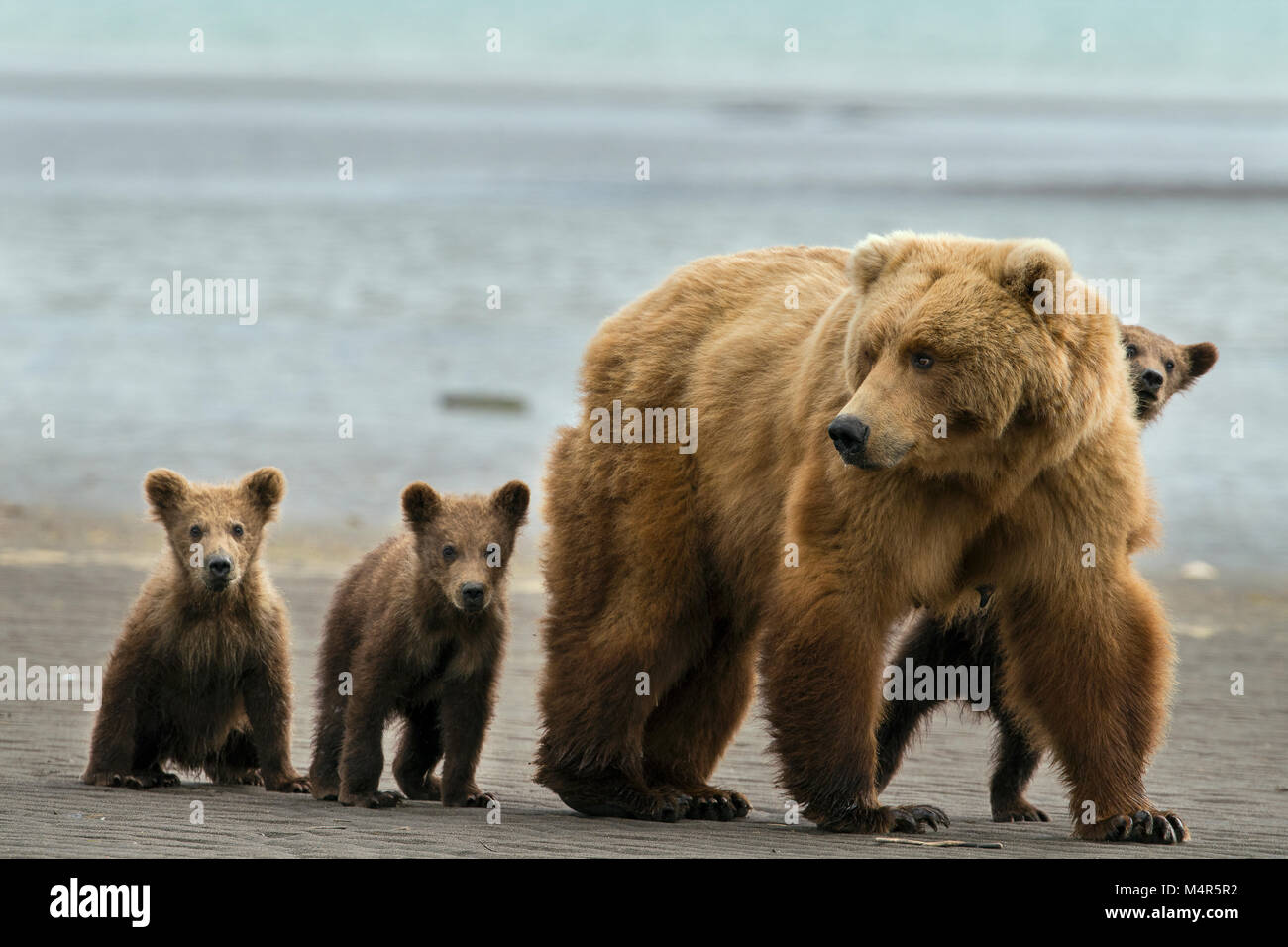 Brauner Bär Leistungsbeschreibung mit drillingen am Strand Stockfoto