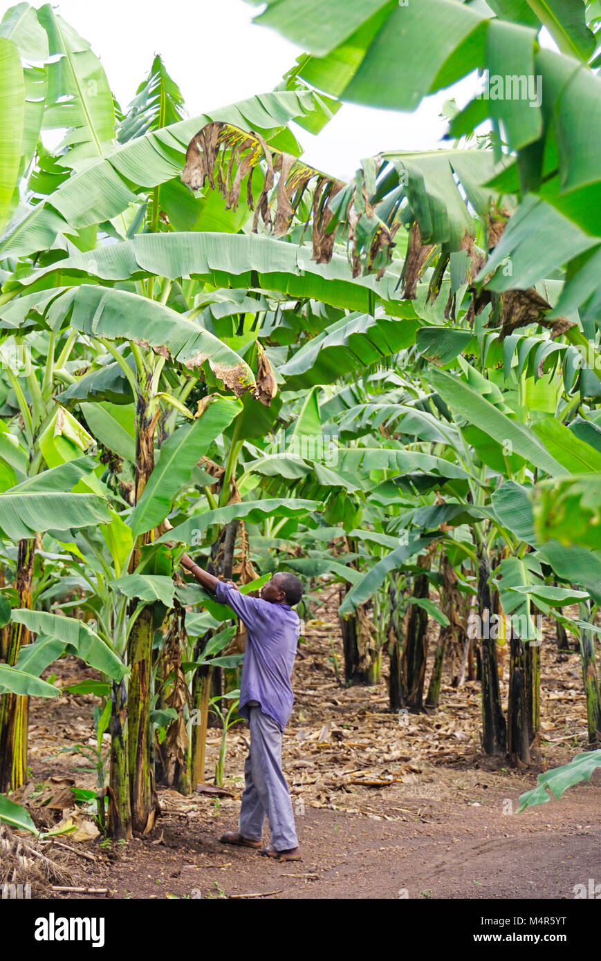 Banane Plantagenarbeiter trimmen Bananenstauden an Nshenyi Kulturzentrum in der Nähe der Stadt von Kitwe, Ntungamo, Uganda. Stockfoto