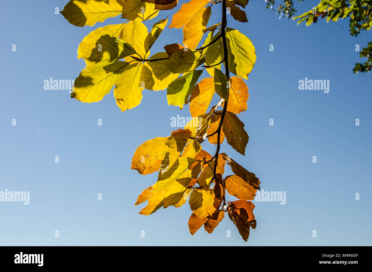 Herbst, auch als Rückgang der amerikanischen und kanadischen Englisch bekannt, ist einer der vier gemäßigt Jahreszeiten. Herbst markiert den Übergang vom Sommer zum Winter. Stockfoto