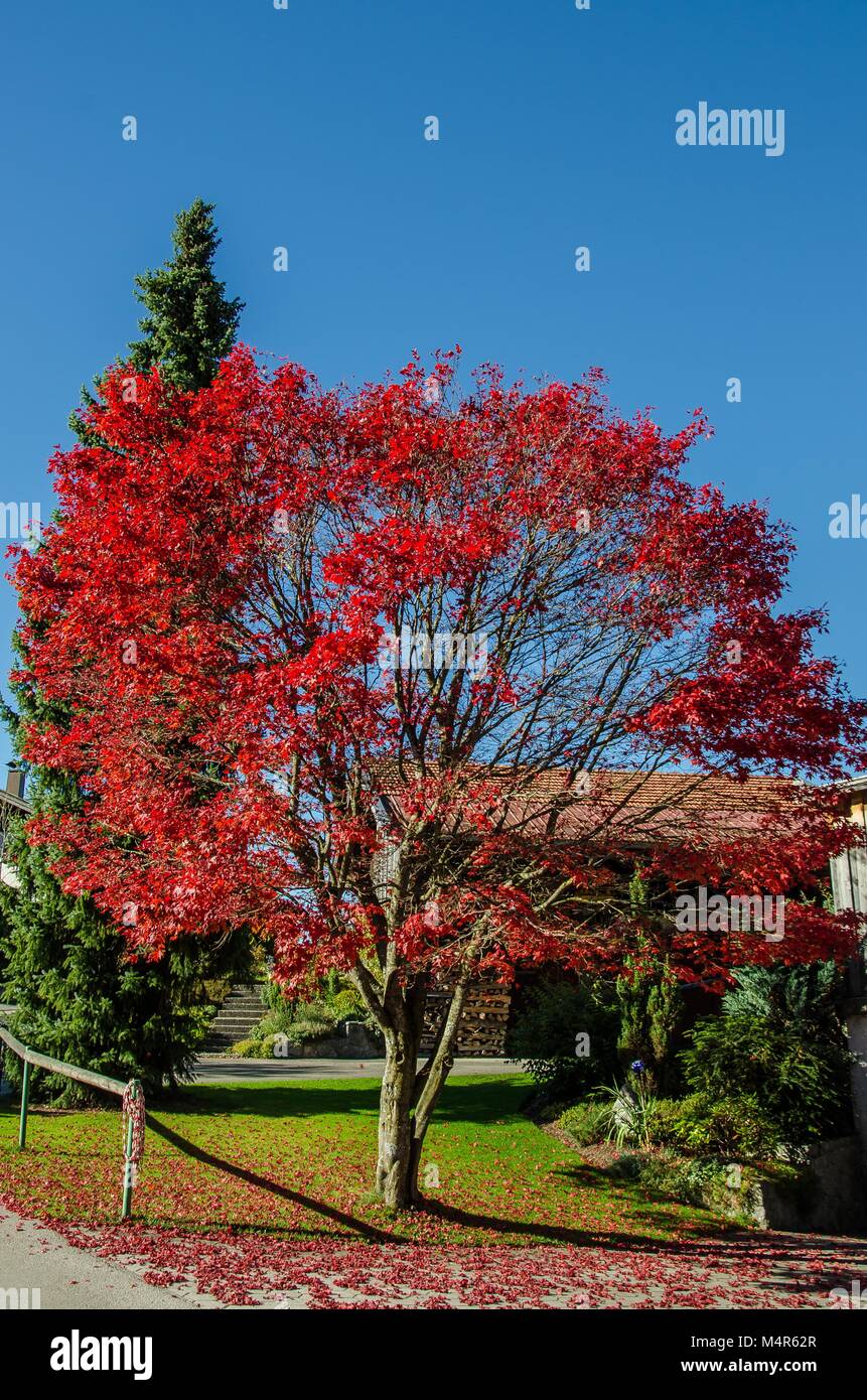 Herbst, auch als Rückgang der amerikanischen und kanadischen Englisch bekannt, ist einer der vier gemäßigt Jahreszeiten. Herbst markiert den Übergang vom Sommer zum Winter. Stockfoto