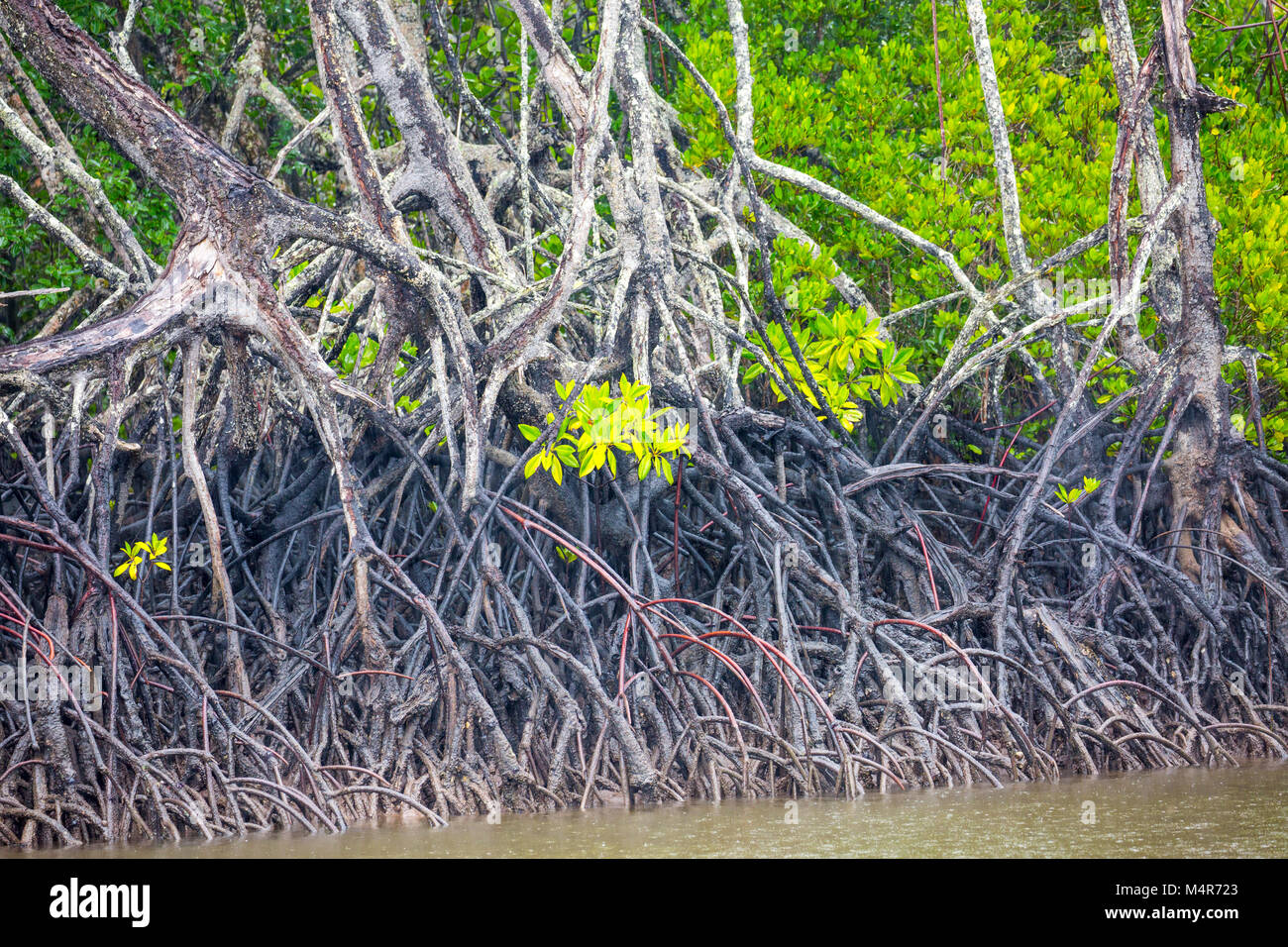 Mangroven Pflanzen in Dicksons Einlass in Port Douglas, Far North Queensland, Australien wachsenden Stockfoto