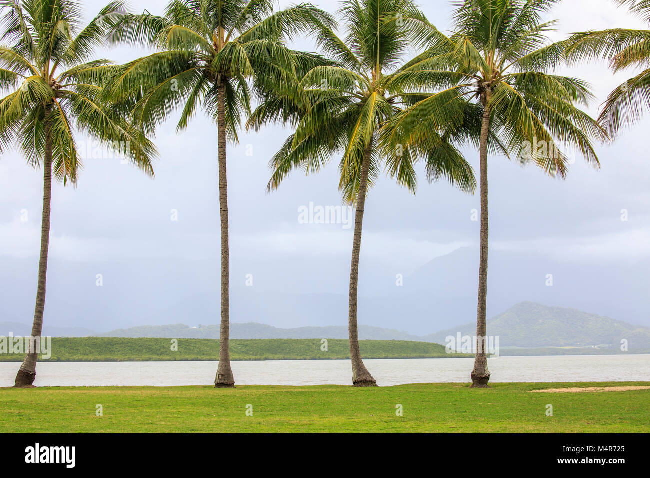 Palmen auf der Landspitze in Port Douglas, Far North Queensland, Australien Stockfoto