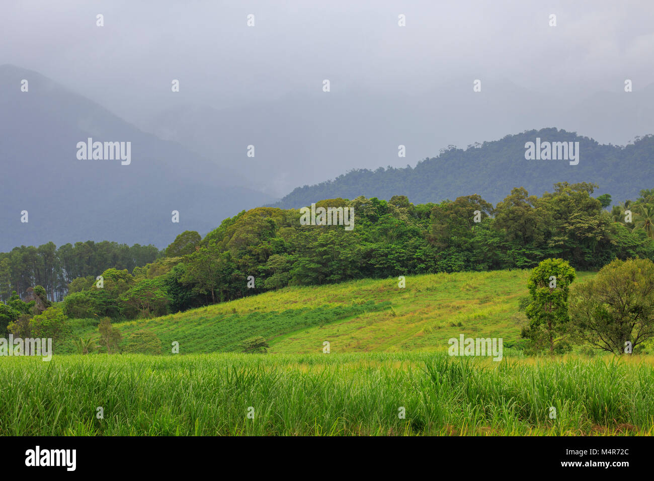 Auf dem Land wächst Zuckerrohr neben Captain Cook Highway im Daintree National Park, Far North Queensland, Australien Stockfoto