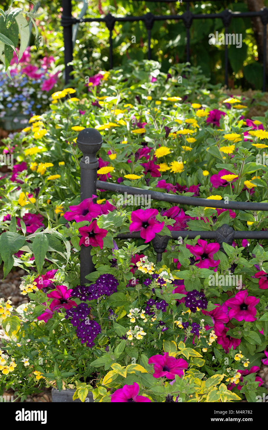 Konzeptionelle Flower Bed - Petunien Verzierung eines alten eisernen Bettgestell als Garten Ornament verwendet Stockfoto