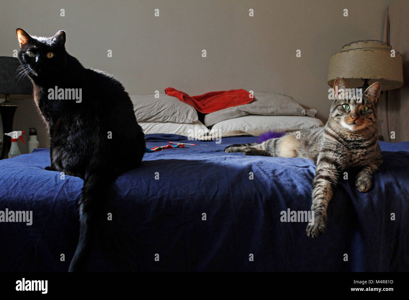 2 Katzen Haltung auf einem großen Bett. Stockfoto