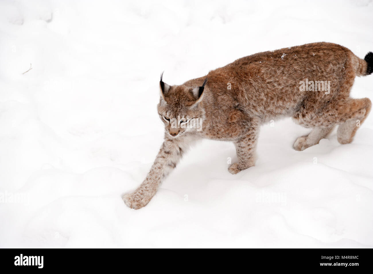 Eurasischen Luchs, Lodjur, lo (Lynx lynx) Stockfoto